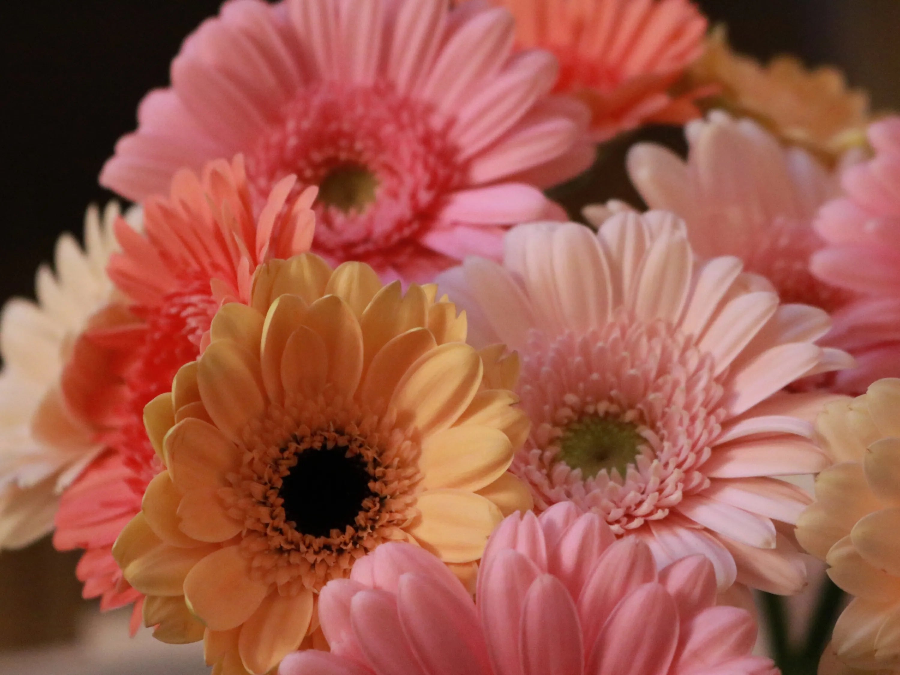 Gerberas